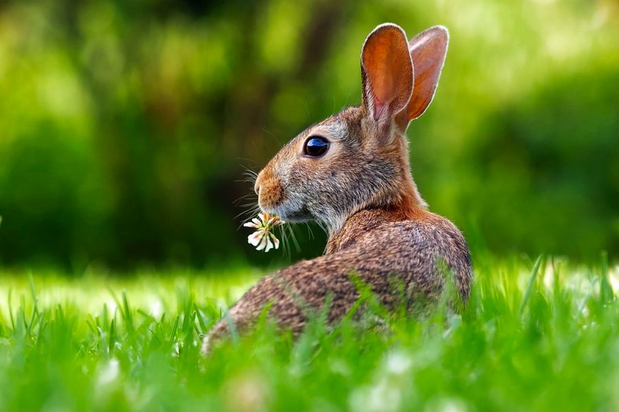 rabbit hare animal cute adorable lawn grass nature 1163779tn 