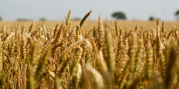 agriculturetn 