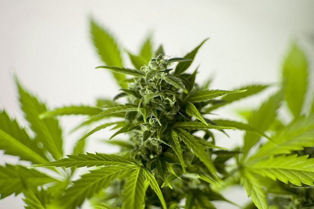 marijuanatn 