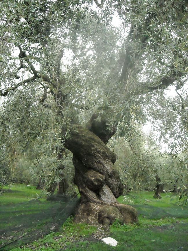 olive tree in Pelion Greecetn 